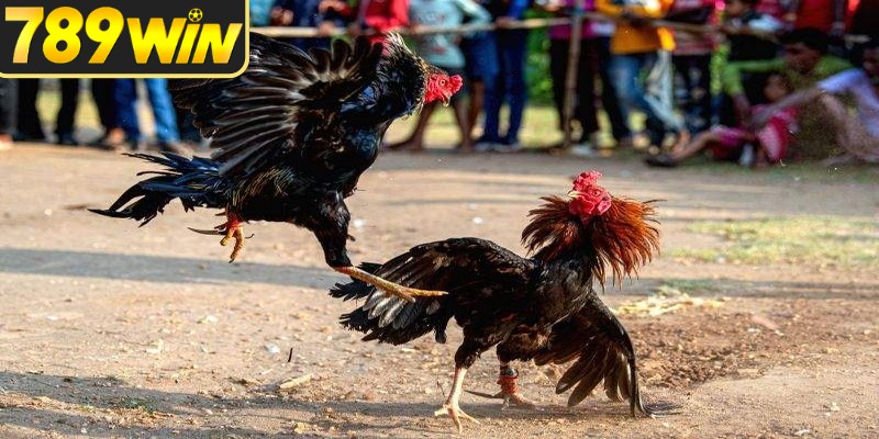 Đá gà 99 với lịch trận được sắp xếp trực quan