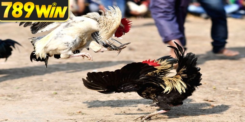Lựa chọn phù hợp dựa trên điều kiện, diễn biến thực tế 