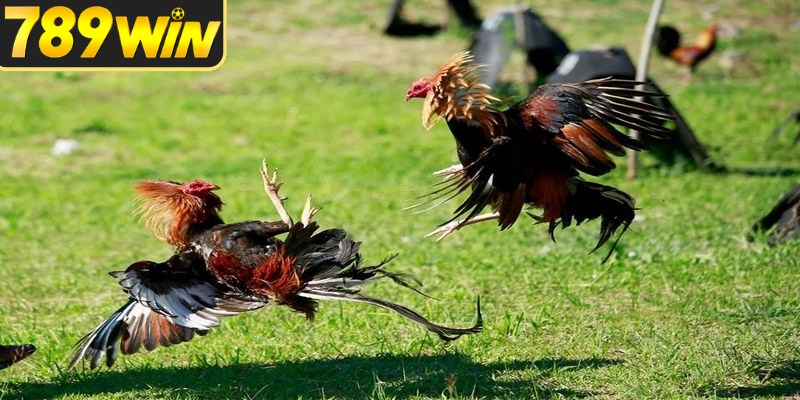 Quan sát đá gà online cần ưu tiên dữ liệu trước trận